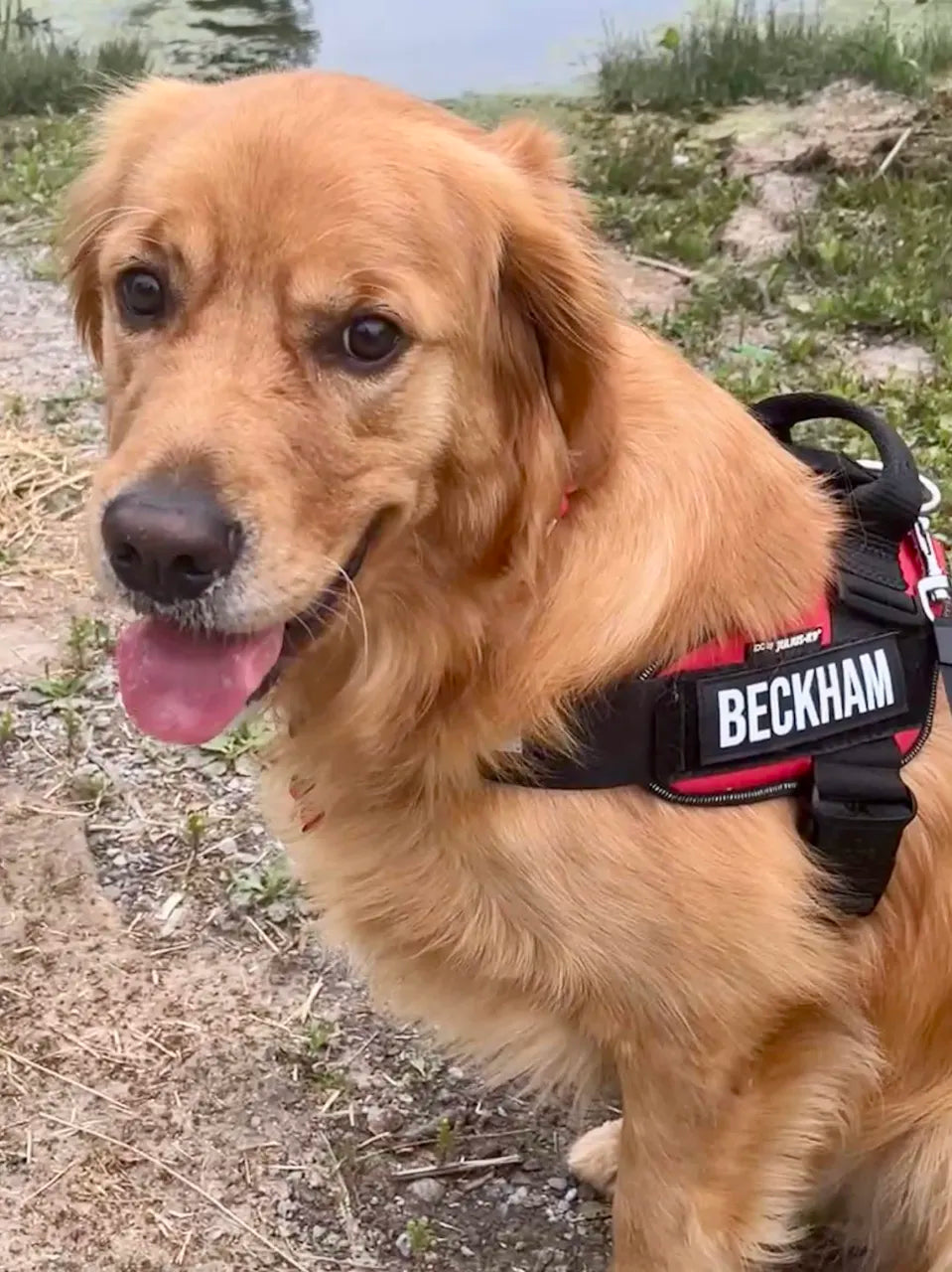 Beckham's Picks