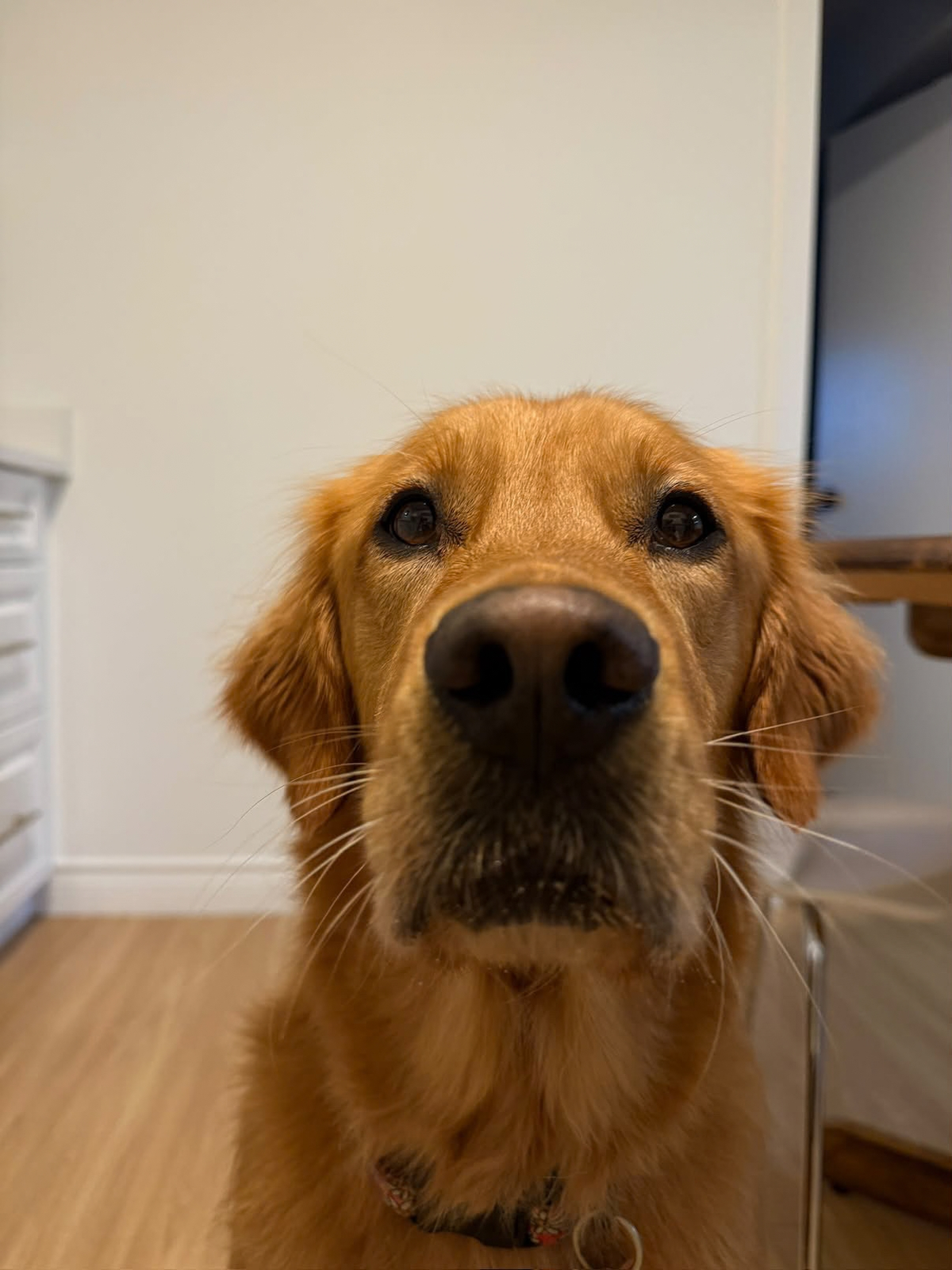 Penny's Picks